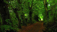 A well-tread dirt path through a dense, lush forest of deciduous trees.